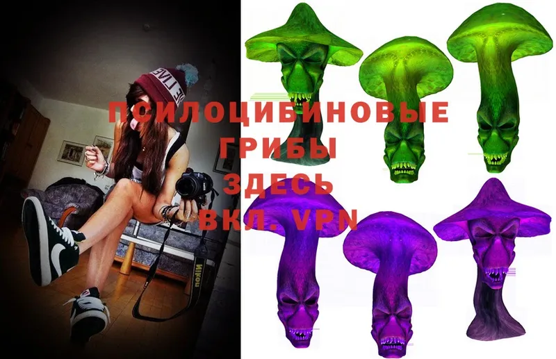 цены   Дивногорск  Галлюциногенные грибы Psilocybe 